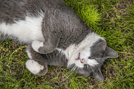 猫打滚摄影照片_可爱的猫咪在草地上打滚 3