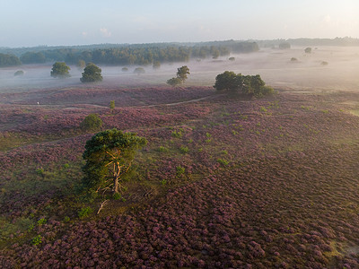 荷兰 Hilversum Veluwe Zuiderheide 附近盛开的石南花田，早晨盛开的粉紫色石南花田，日出时有薄雾