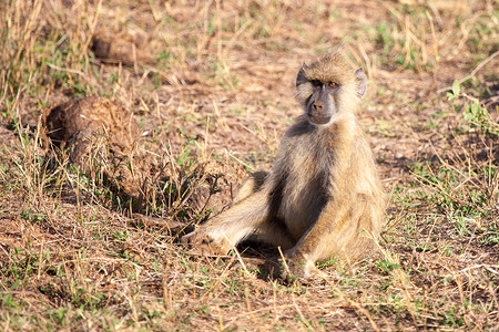 猴子坐着，肯尼亚的风景