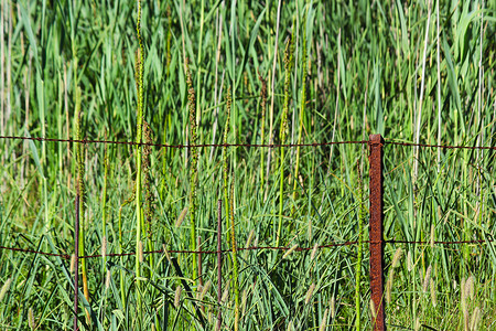 生锈的铁栅栏的绿色沼泽芦苇