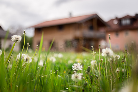 居住空间摄影照片_新家：房子前的蒲公英花，春天