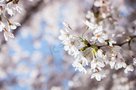 花在春天在树上绽放