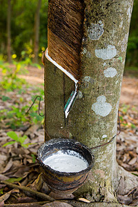 从天然橡胶的橡胶树来源提取的乳胶
