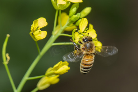蜜蜂或蜜蜂在花上的形象收集花蜜。