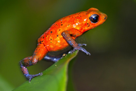 箭毒蛙，蓝色牛仔裤，热带雨林，哥斯达黎加
