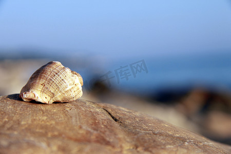 海边躺摄影照片_海贝壳躺在海边的石头上
