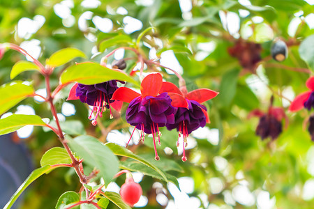 花卉公园中色彩鲜艳的饱和紫红色杂交种