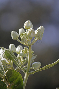 小冠花摄影照片_Calotropis gigantea，冠花
