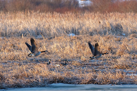 加拿大鹅飞过冰冷的湿地