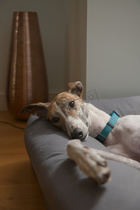 在温暖的现代环境中，大宠物灰狗在她的狗床上扑腾
