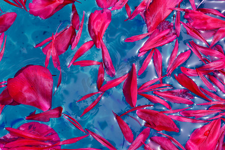 牡丹花瓣漂浮在蔚蓝的水面上