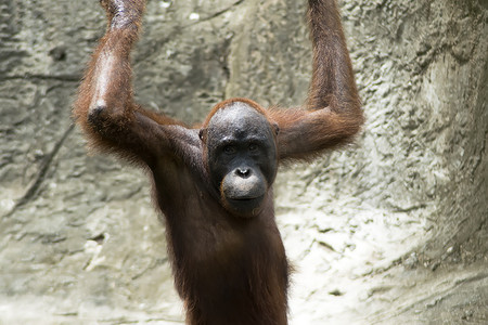 婆罗洲的猩猩。