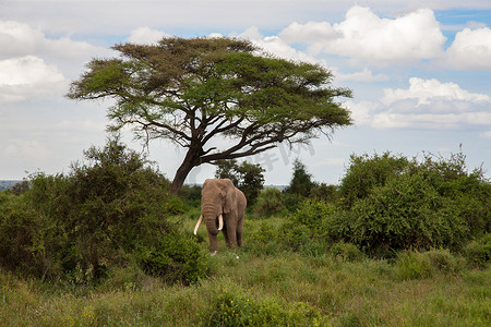 树下大草原上的大象