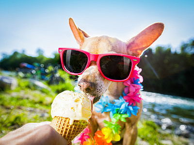 暑假暑假摄影照片_狗暑假舔冰淇淋