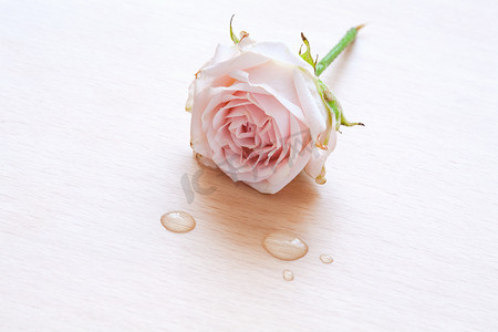 木质背景中的粉色玫瑰和水滴