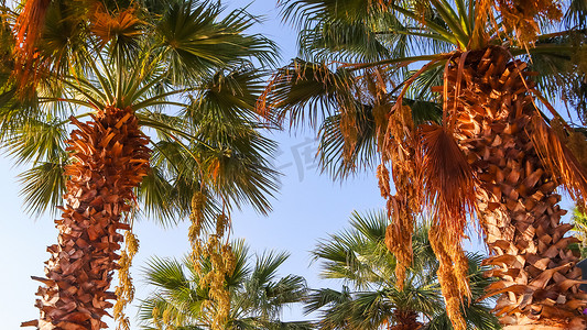 Finik Palms（枣椰树）在日落时映衬着蓝天