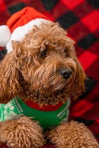 圣诞衣服摄影照片_穿着圣诞衣服的 Cavapoo 狗。