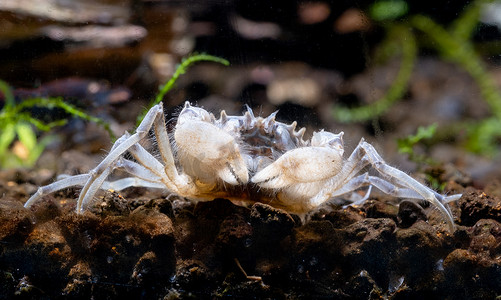矮小植物摄影照片_蜘蛛矮蟹或泰国微型蟹在淡水水族箱中以植物和木材为背景的水生土壤中寻找食物。