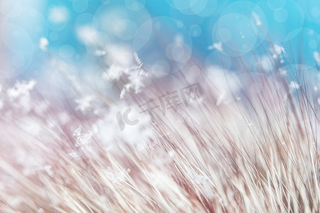 蓝色淡雅背景摄影照片_淡雅的雪花躺在蓝色背景中长长的天然毛皮绒毛上