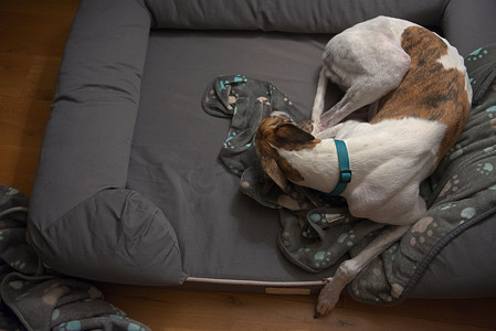 睡着的狗摄影照片_睡着的宠物灰狗旁边有很多复制空间。