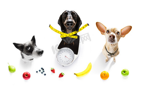 体重秤上的狗，超重和水果