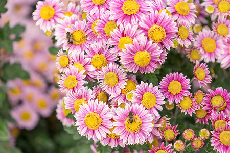 花园床上的花卉背景花粉红色菊花。