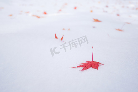 日本东京公园的彩色枫叶落在鲜白的雪冰上。照片设计带有复制空间，用于添加文本和艺术品