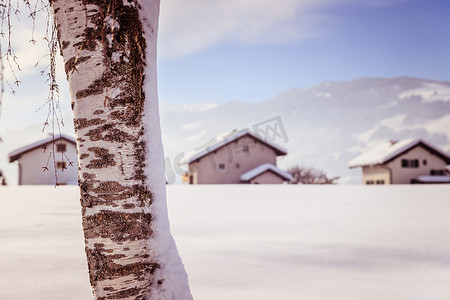 冬天，田野上白桦的雪树干