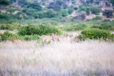 一些猎豹在高草丛中的大草原上奔跑