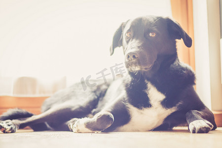 黑狗放松：拉布拉多杂种躺在木地板上放松
