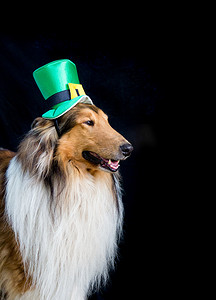 绿色礼帽摄影照片_一只戴着圣帕特里克节礼帽的粗毛牧羊犬的肖像