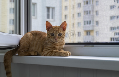 窗台上的小猫，带有防蚊网和防猫网