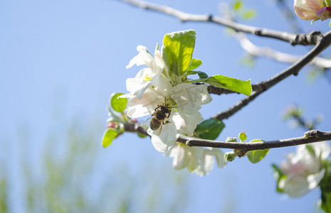美丽的白苹果或梨花。开花的苹果梨树。户外自然的清新春天背景。春天盛开的花朵的柔焦图像。复活节和春季贺卡