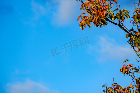 树叶装饰摄影照片_秋天的山毛榉树叶装饰着美丽的蓝天