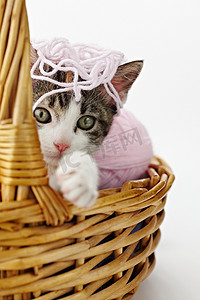 猫玩毛线