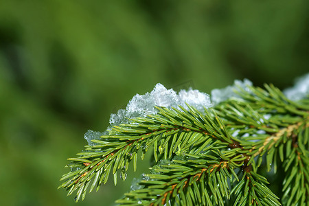 在户外的冷杉树枝上融化的雪。