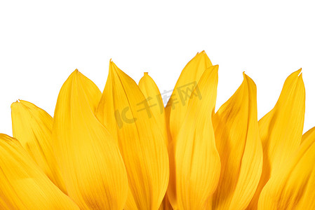 在白色背景隔绝的黄色向日葵花瓣的边缘。