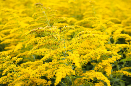 Solidago gigantea 或一枝黄花开花植物。