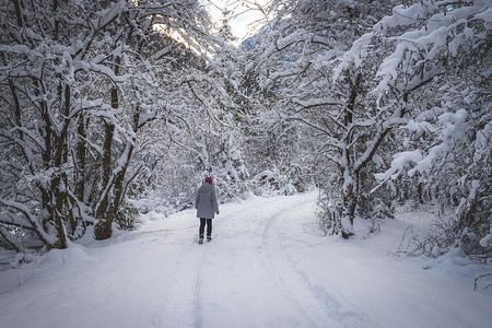 大自然中的冬季景观：小径，雪树