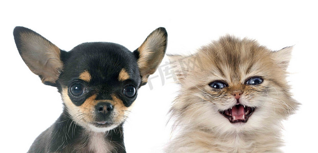 黑色波斯猫摄影照片_吉娃娃小狗和小猫