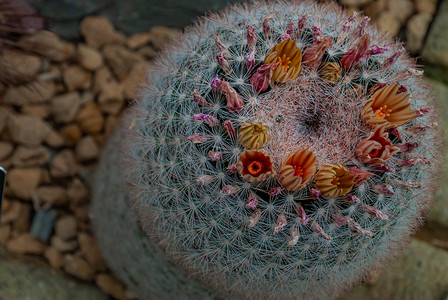 有根的植物摄影照片_Mammillaria candida cantus 在树周围有一根短的白色刺。