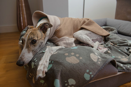 可爱的斑纹犬和白色宠物灰狗在她的床上穿着羊毛睡衣