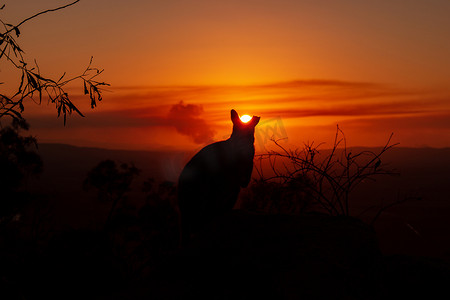 一只袋鼠在岩石上的剪影，背景是美丽的日落。