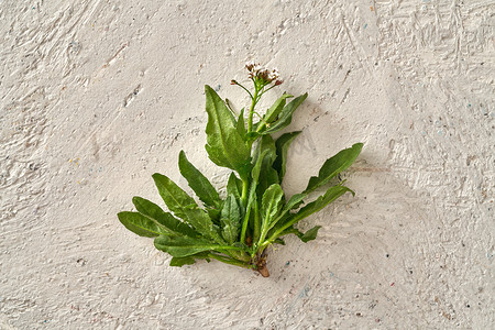 土豆泥沙拉摄影照片_早春采集的荠菜——野生食用植物，其嫩叶可生吃沙拉