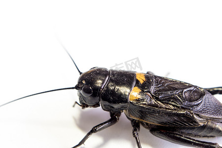 观察昆虫摄影照片_普通黑蟋蟀，白色背景中孤立的昆虫