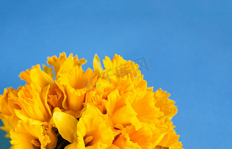 蓝色背景中一束美丽的春黄水仙花或水仙花特写