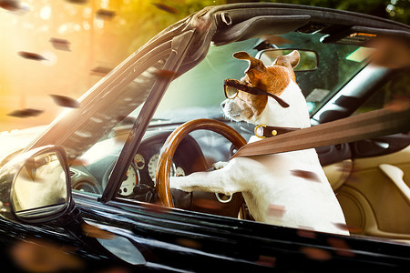 驾驶汽车的狗驾驶执照