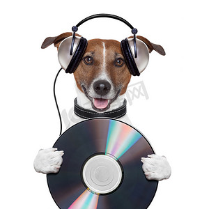 跳舞狗摄影照片_音乐耳机 cd 狗