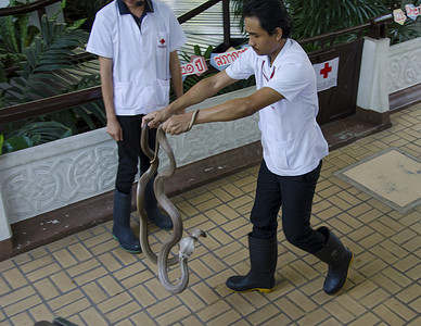 鼠年拱门对联摄影照片_2014 年 4 月 6 日在泰国曼谷泰国红十字会蛇场举行的蛇展