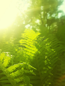 绿色森林蕨的自然背景在柔和的阳光下。